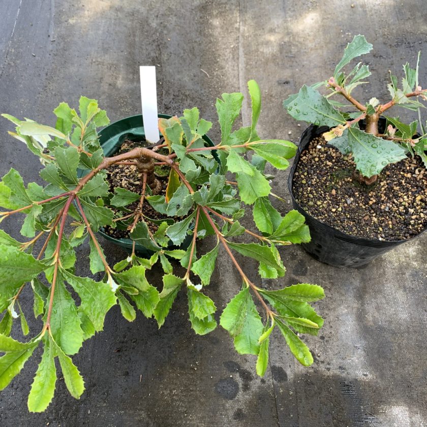 コーストバンクシア プロストラータ 剪定後の芽の伸び方 | 両筑
