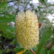 コーストバンクシア (Banksia integrifolia) 植物図鑑
