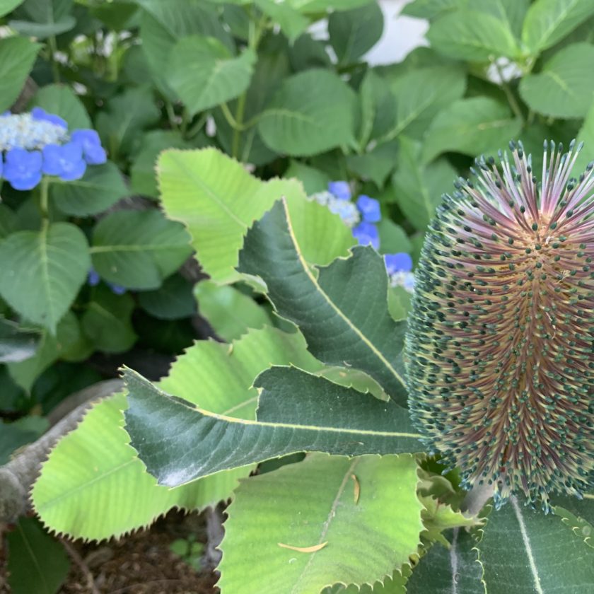 植物はこのサイズから始まりー小さなバンクシア の苗 | リョウチク