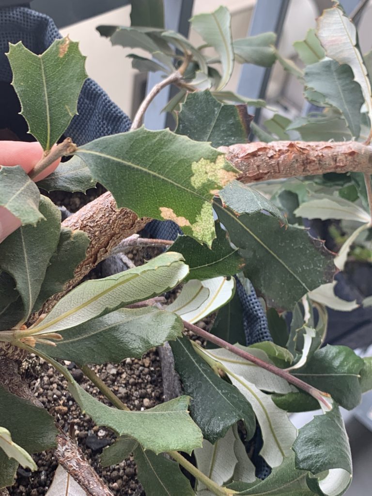 シャクトリムシに食べられた新芽