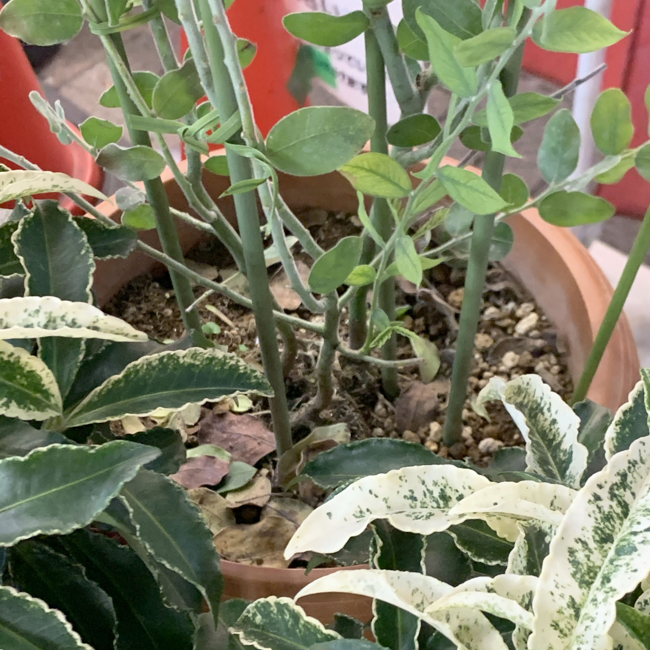 残念な植物シリーズ パールアカシア リョウチクプランツショップ