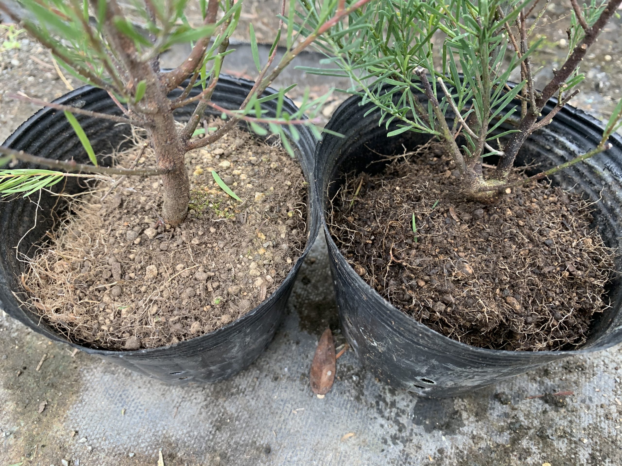 オーストラリア植物 冬の水切れ要注意 リョウチクプランツショップ