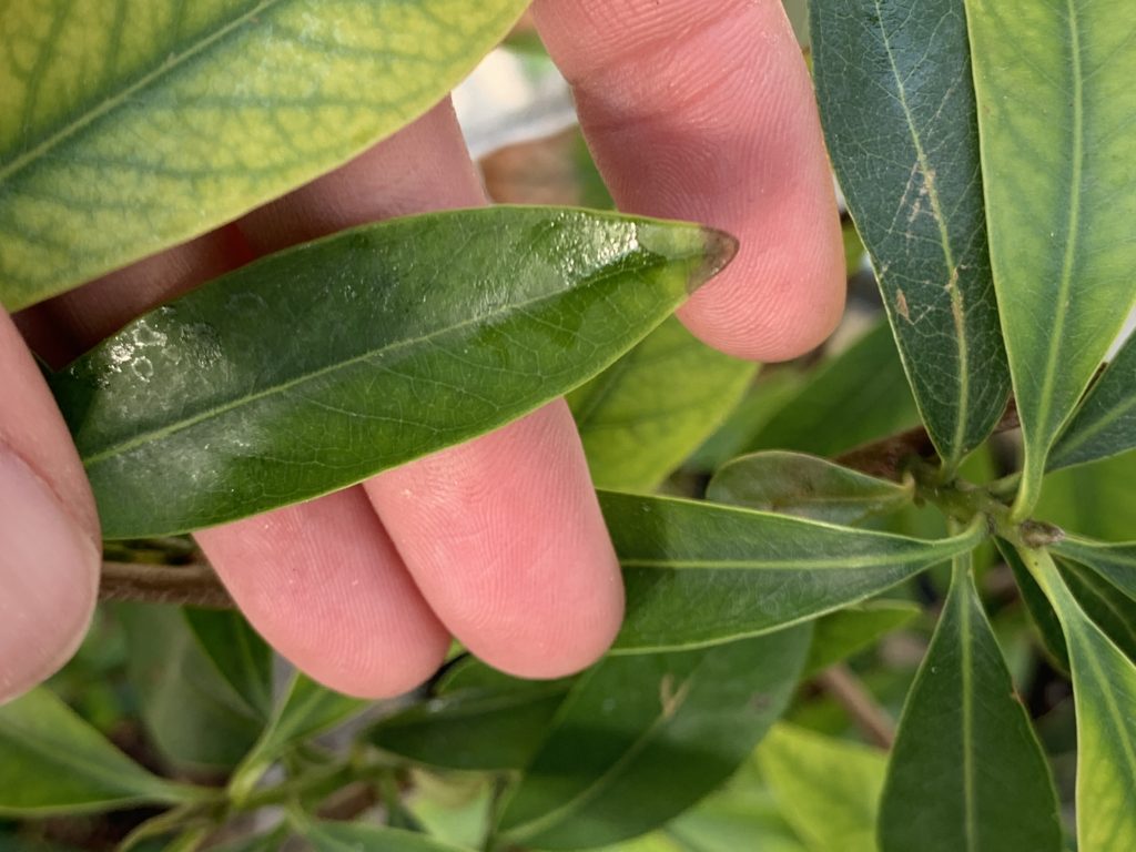 屋内で発生するカイガラムシ リョウチクプランツショップリョウチクプランツショップ