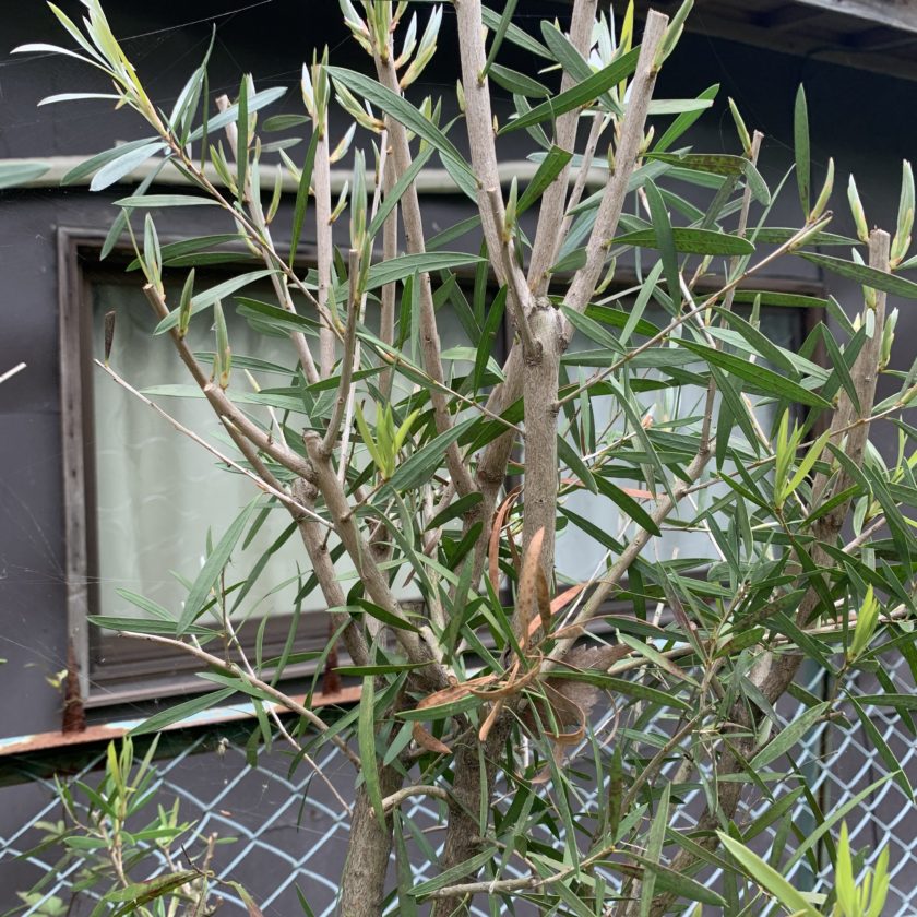 剪定その後 リョウチクプランツショップリョウチクプランツショップ