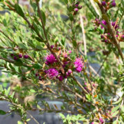 Melaleuca thymifoliaの花色について