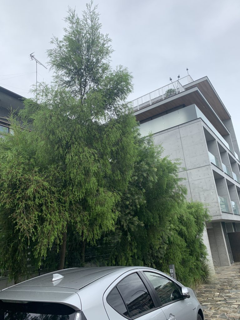 アカシアとメラレウカ 大きくなるとどんな感じ リョウチクプランツショップリョウチクプランツショップ