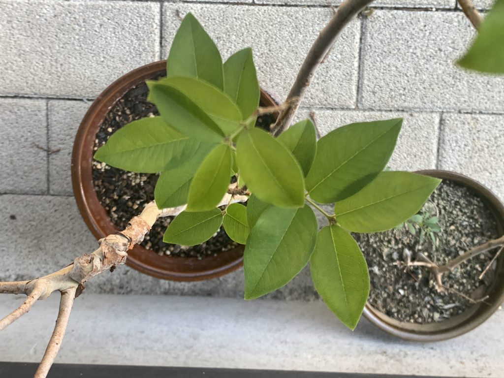 日差しが強い時期は 葉焼けに注意 リョウチクプランツショップリョウチクプランツショップ