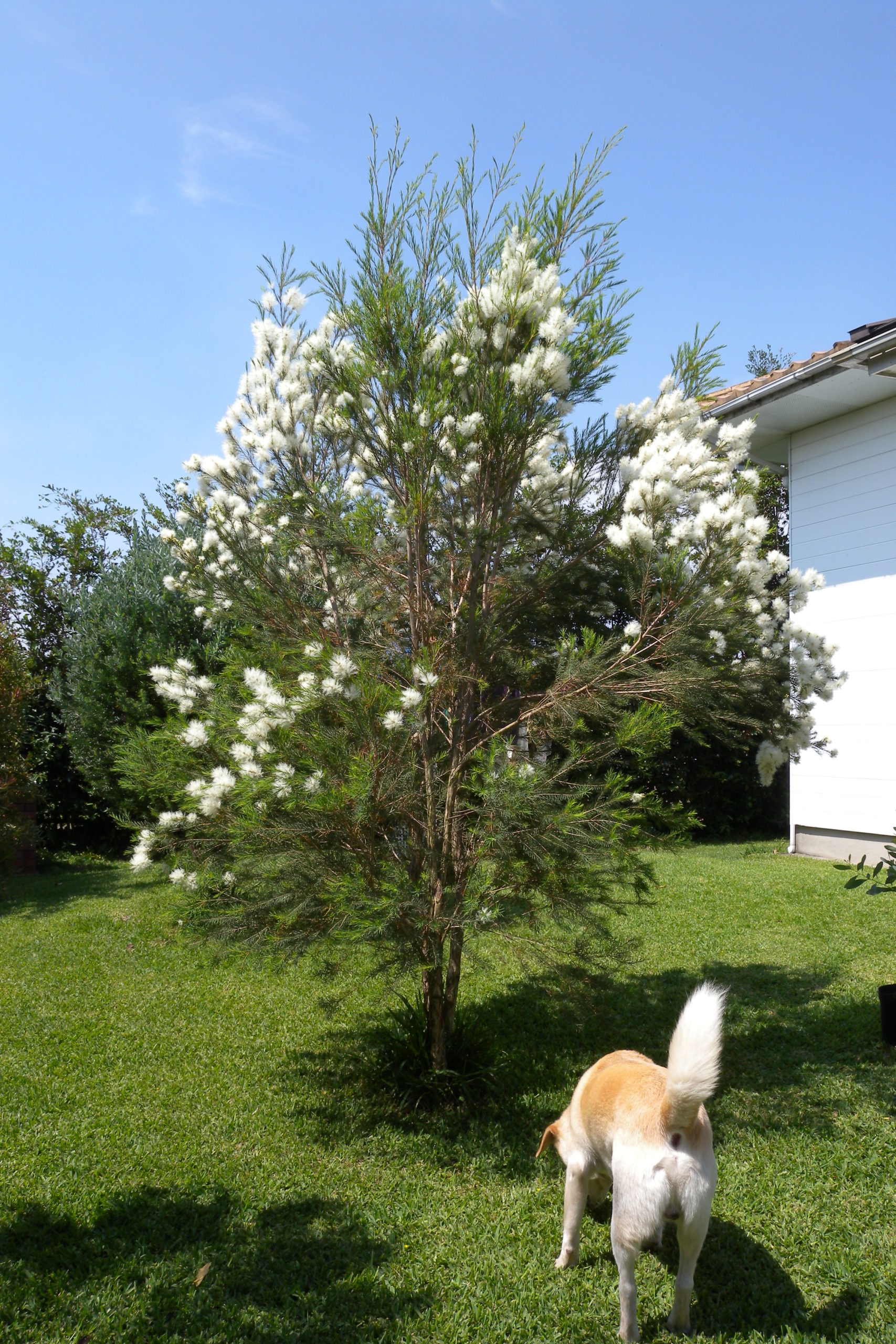 育てる前に、植物の性質を理解しておきましょう！ | 両筑プランツショップ両筑プランツショップ