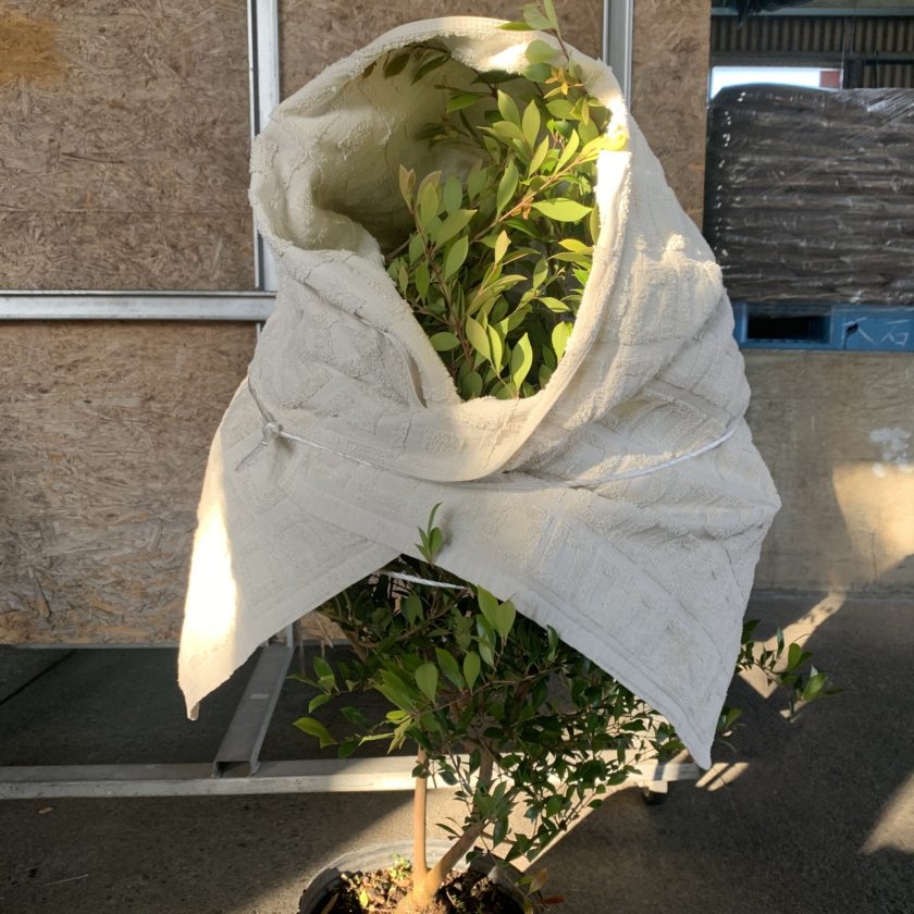 苗木専用 問い合わせページ 10月より再開...♪*゜冬の防寒対策参考画像あり 苗木専用 問い合わせページ 10月より再開♪*゜冬の防寒対策参考画像