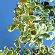冬の葉の変化　斑の部分が茶色になることもありますが、植物自体は健康です！