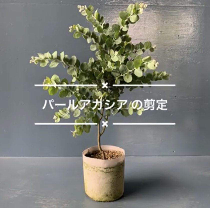 パールアカシアの剪定動画を作りました。 | 両筑プランツショップ