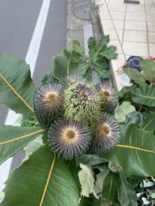 スワンプバンクシアの青色の花