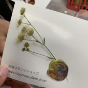 植物を購入したお客様には、押し花付きのポストカードをプレゼントしています。