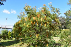 ヘアピンバンクシアのオレンジ色の花