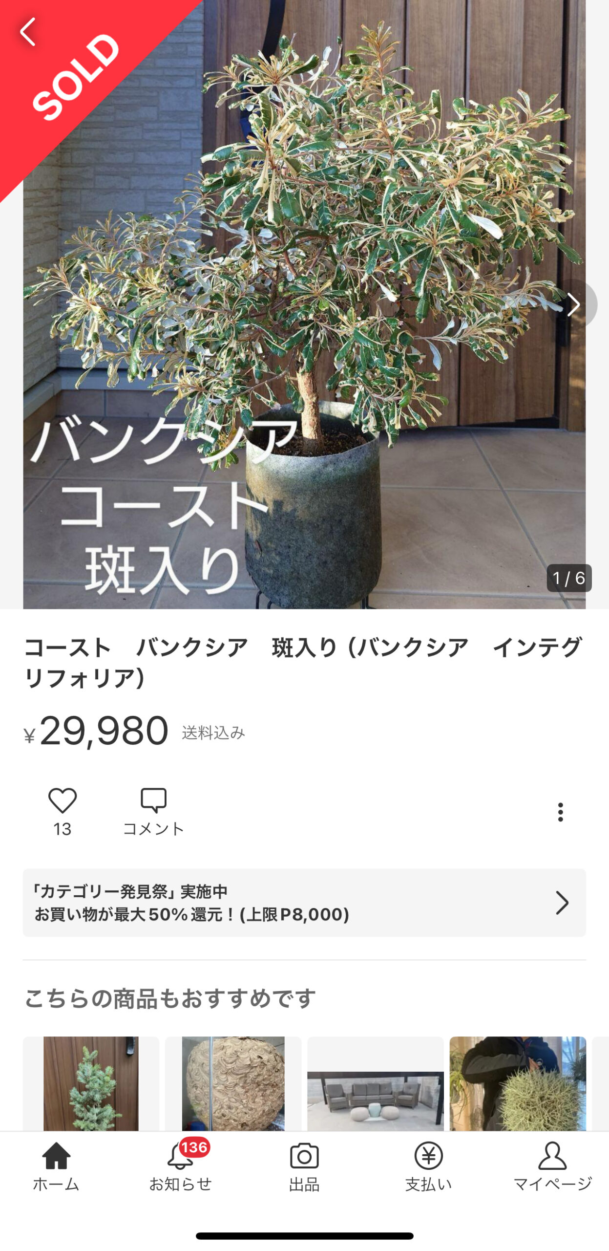 フリマサイトで転売されている両筑プランツショップの植物について。 | 両筑プランツショップ両筑プランツショップ