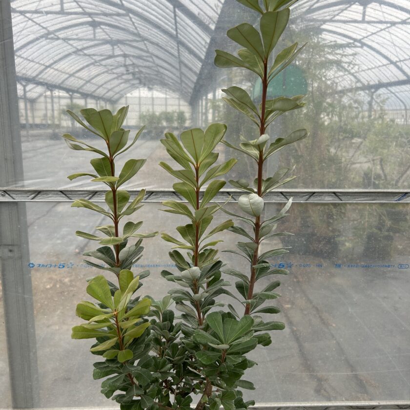 伸びすぎた枝の剪定。コーストバンクシア セイラを例にしました。 | 両