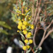 アカシア　バクシフォリア　オーストラリアの植物　両筑プランツショップが生産している植物を紹介！