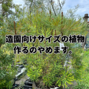 さようならヘアピンバンクシア　造園向けサイズの植物、今後生産しないことにしました。