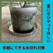 夏の植物に必須な水切れ対策　手軽にできる受け皿を使いましょう！