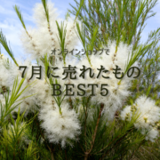 両筑プランツショップ　オンラインショップで7月に売れたもの　ベスト５を紹介!