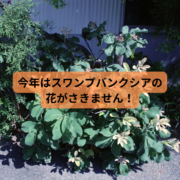 毎年花を咲かせていたスワンプバンクシア　今年は花が咲かず！隣のバンクシア　アエムラが花を咲かせました！