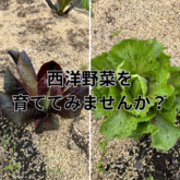 ブログ西洋野菜　0917