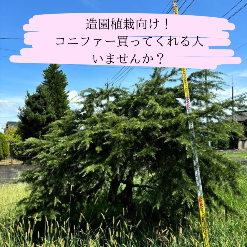 値下げしました大きなコニファー 造園植栽向け 大きなコニファーを販売中！今後は生産しないので