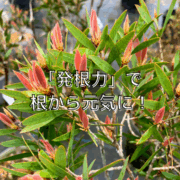 「発根力」で根から元気に！植物の成長をサポートする発酵液肥
