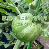 　「家庭菜園におすすめのトマトのタネ」　ブログ