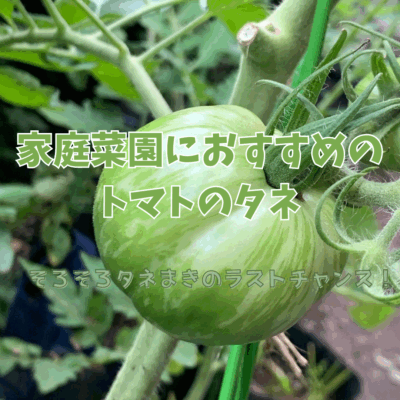 「家庭菜園におすすめのトマトのタネ」 ブログ