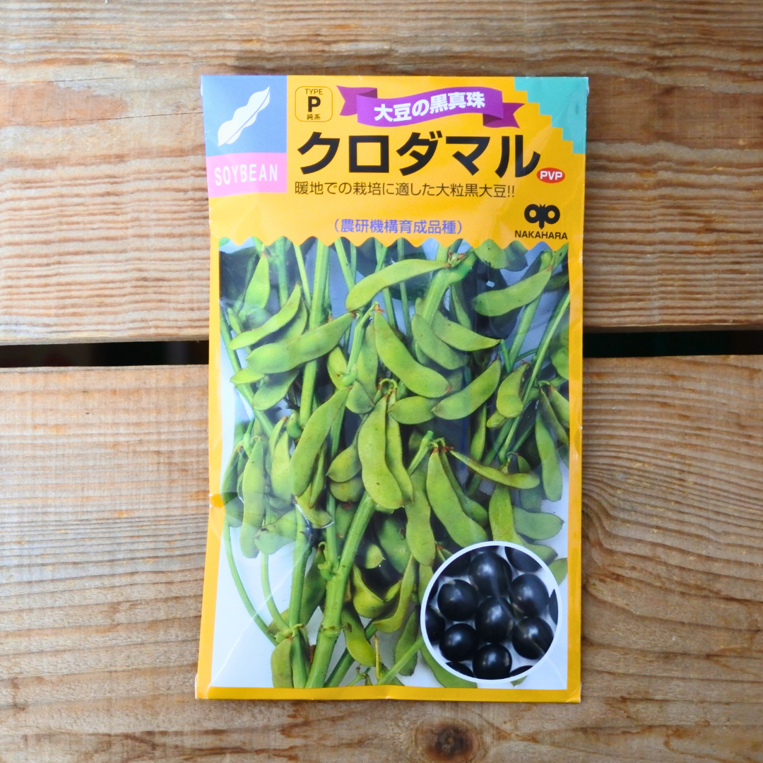 クロダマル 黒大豆 枝豆 タネ 両筑プランツショップ