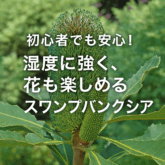 スワンプバンクシア紹介