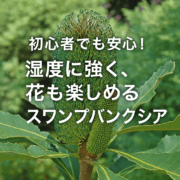 初心者にも育てやすい！スワンプバンクシアの魅力と育て方