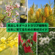 オーストラリア植物育成に最適な資材を両筑プランツショップで揃えよう！