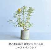 コーストセイラブログ