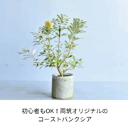 「日本の気候で咲くバンクシア！両筑プランツショップのオリジナル『セイラ』がすごい理由」