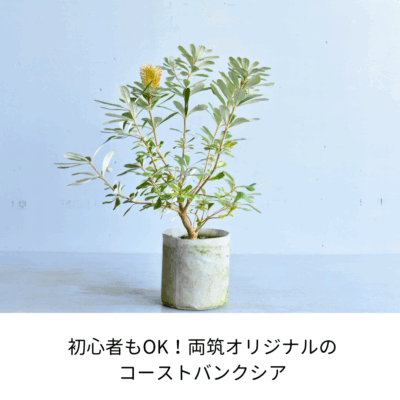 コーストセイラブログ
