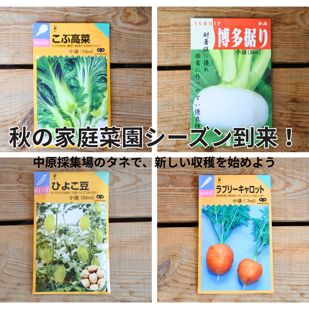 秋まきのタネが色々入荷！中原採集場の新しい野菜タネをご紹介 | 両筑