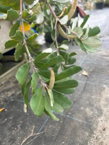 コーストバンクシア　プロストラータの花芽