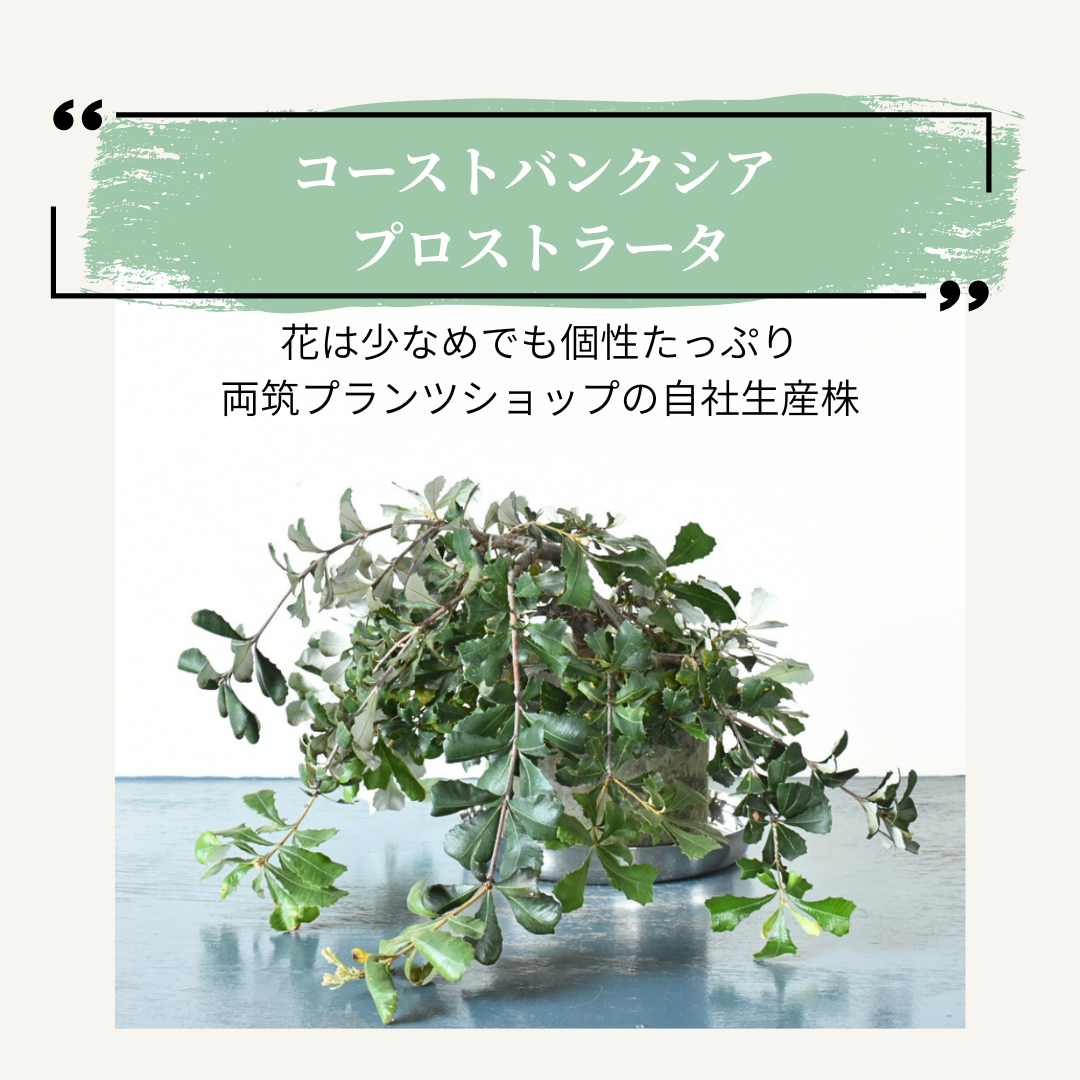 コーストバンクシア プロストラータの魅力｜花より樹形を楽しむほふく