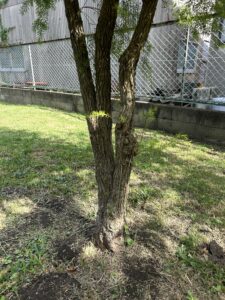 レボリューションゴールド