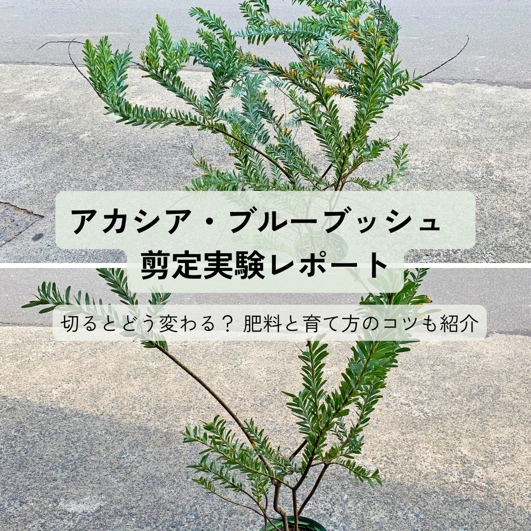 アカシア・ブルーブッシュの剪定実験｜切るとどう変わる？健康に育てる