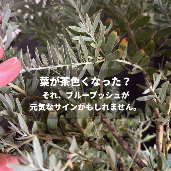 アカシア・ブルーブッシュ｜葉が茶色くなる原因と正しい対処法【枯れた？病気？の不安を解消】