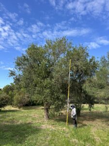 No1カリステモン