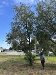 No2カリステモン