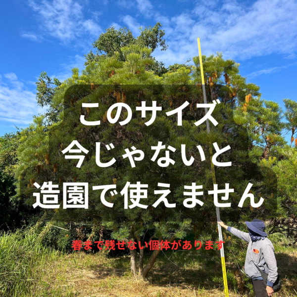 造園・植栽工事で“今すぐ使える”オージープランツ|この冬を逃すと失われるサイズ