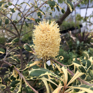 コーストバンクシア（両筑）の花