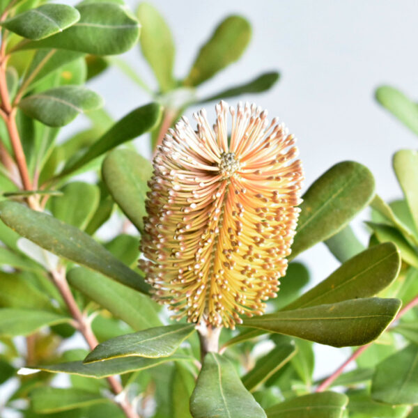 オーストラリア植物 斑入り植物 コニファーを買うなら 植物生産者のお