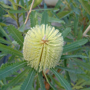 バンクシア アエムラの淡い色の花
