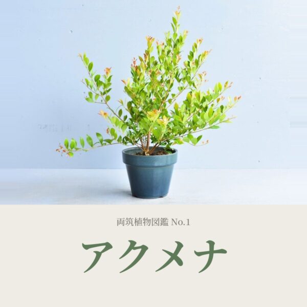アクメナの育て方｜耐寒性・剪定・特徴を生産者が解説【両筑植物図鑑】